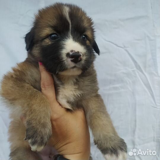 Очень нужен дом щенкам