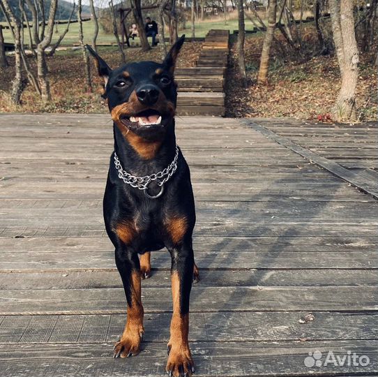 Вязка цвергпинчер