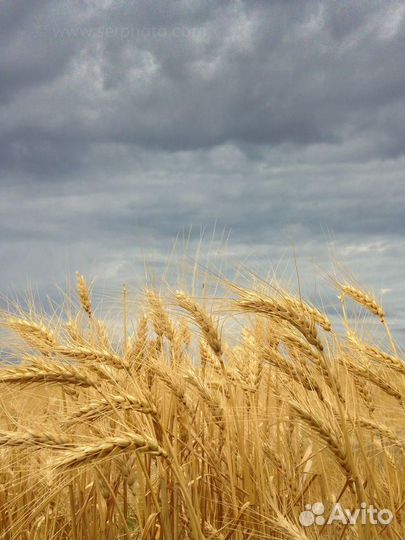 Яровая пшеница