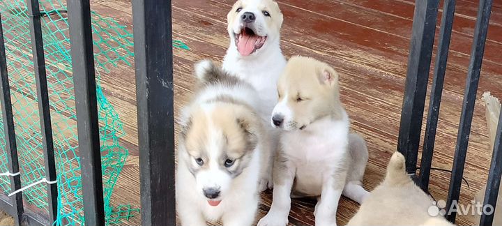 Среднеазиатская овчарка алабай щенки