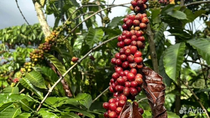 Кофе оптом