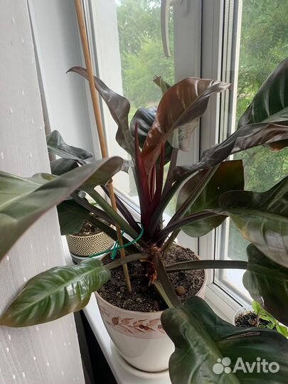 Филодендрон империал ред