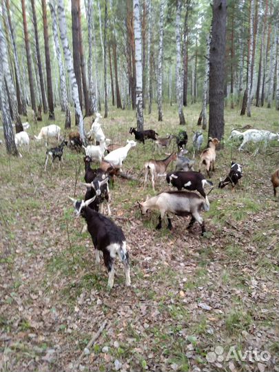 Альпийские козочки