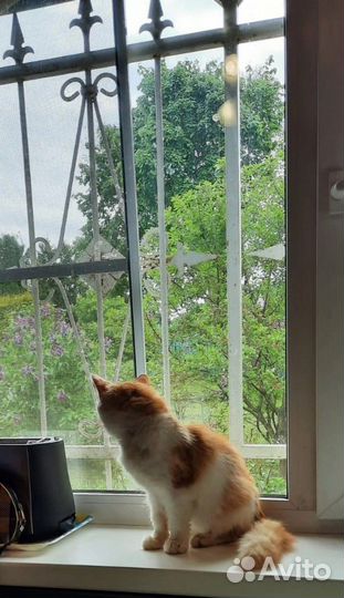 Кошки в добрые руки