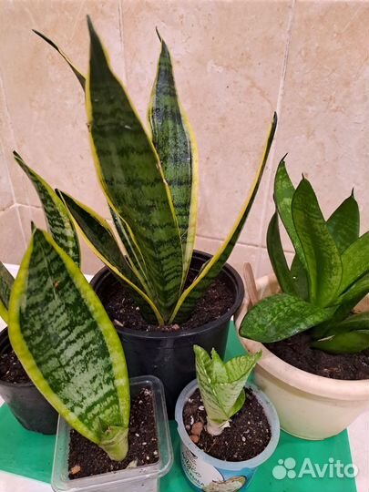 Сансевиерия футура суперба, ханни