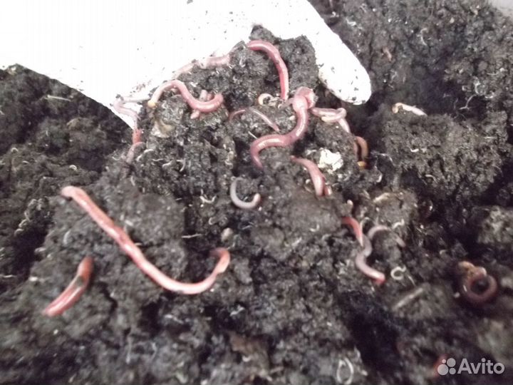 Червь навозный