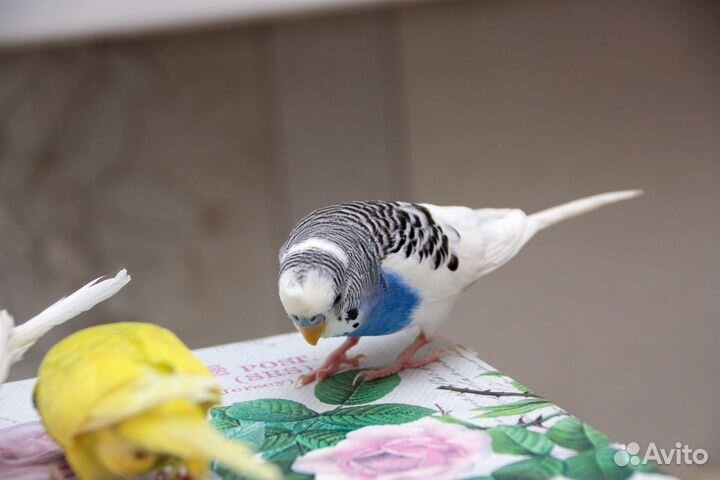 Волнистый попугай Самец