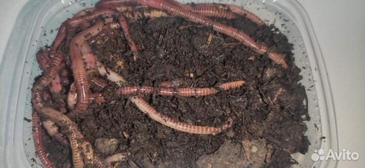 Черви для рыбалки