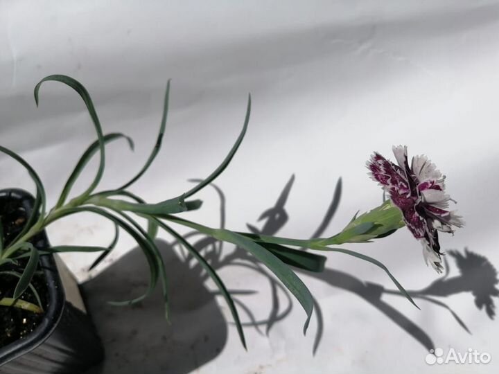 Гвоздика Софи 0,3-0,5