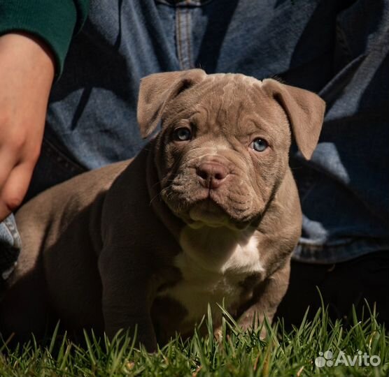 Американский булли мальчик