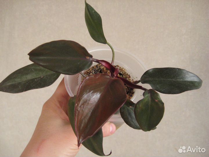 Редкие и популярные домашние растения