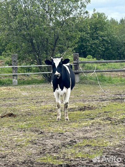 Дойные коровы