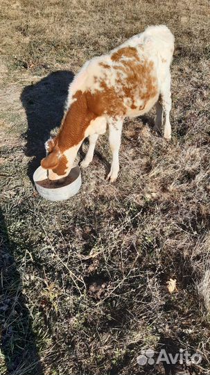 Две телочки