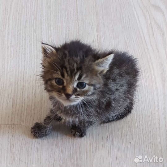 Котенок мальчик 1 месяц бесплатно