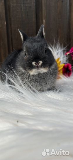 Карликовые декоративные крольчата mini