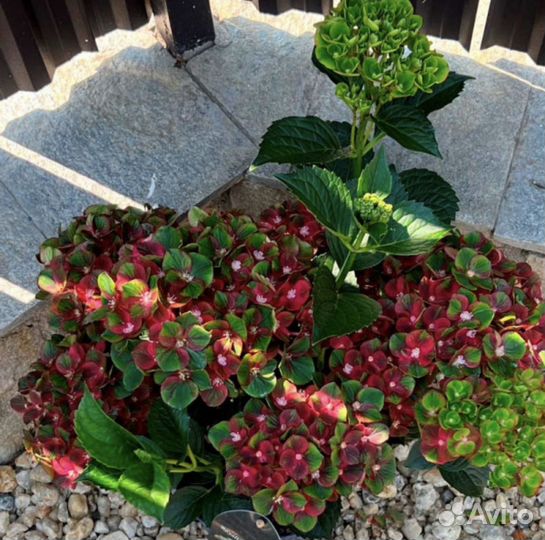 Гортензия крупнолистная Burning Hot