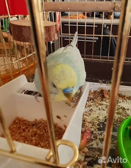 Птенцы волнистый попугай