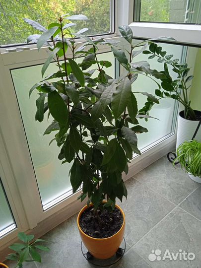 Лавр благородный