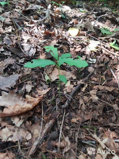 Саженцы дуба