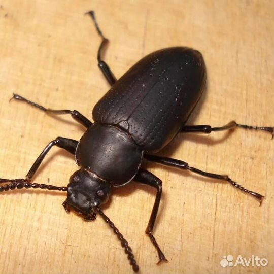 Насекомые. Жук зофобас