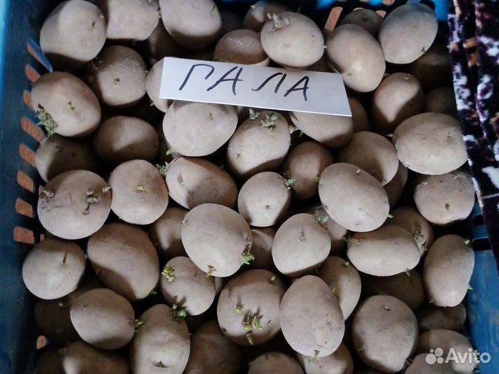 Семенной картофель