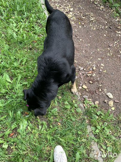 Найдена собака