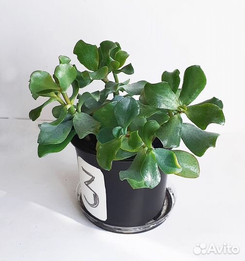 Крассула Кучерявая Синяя Птица (Денежное дерево)