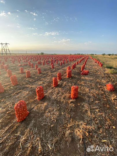 Лук репчатый урожай 2023 оптом