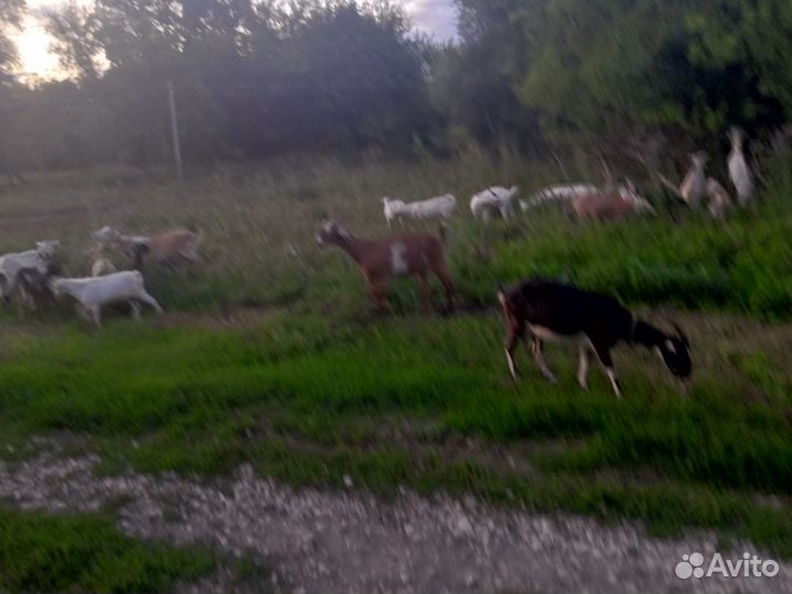 Нубийские козы