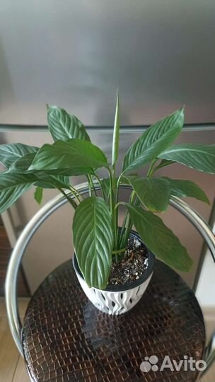 Спатифиллум, церопегия, фикусы