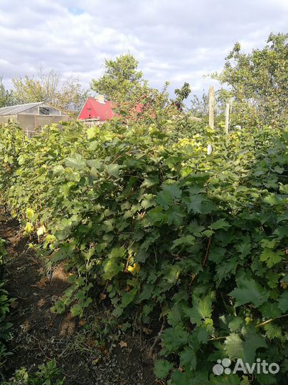 Саженцы и черенки винограда