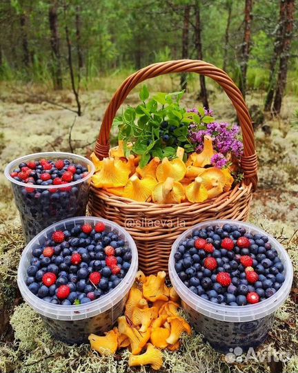 Сбор лесных ягод