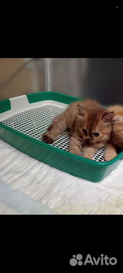 Шотландская девочка