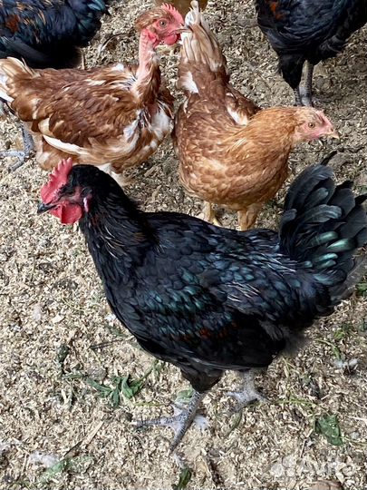 Петушки молодые кучинской юбилейной, помесные куры