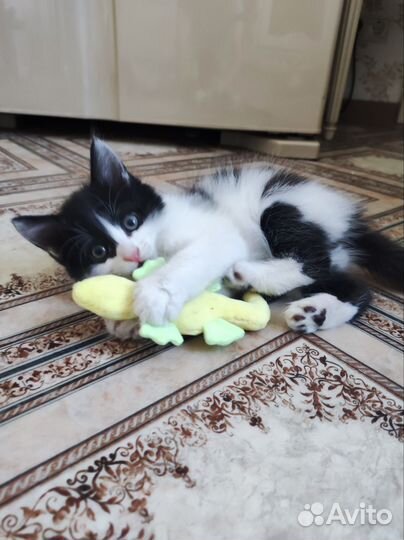 Котята в добрые руки бесплатно