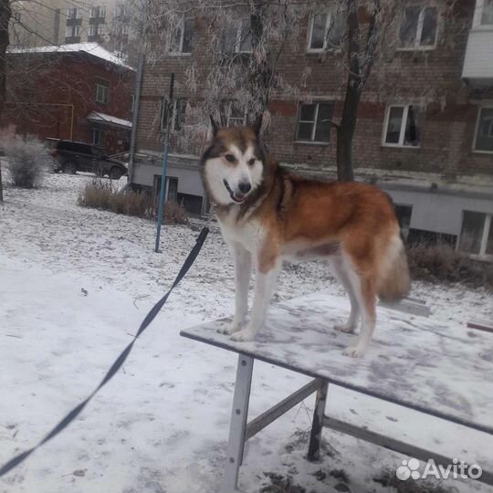 Собака в добрые руки