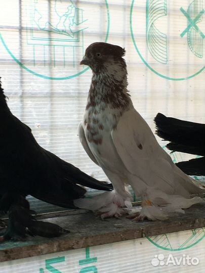 Андижанские Высоколетные, Бойно-игровые голуби