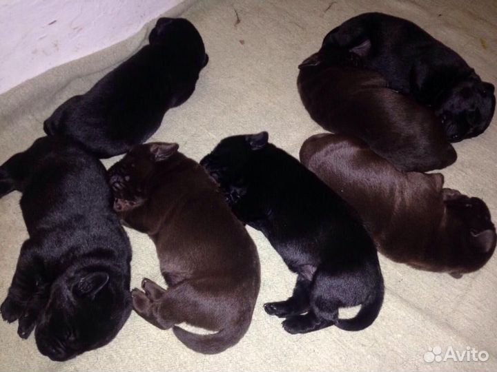 Лабрадор Ретривер