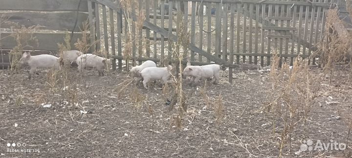 Поросята 1 месяц