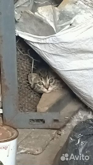 Отдам в добрые руки