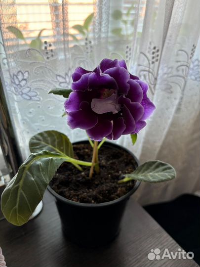 Глоксиния цветущая