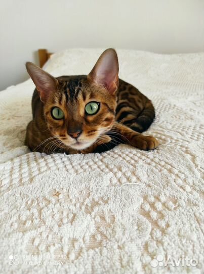 Бронь бенгальчиков