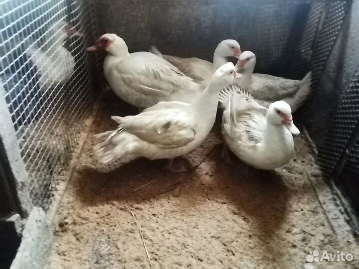 Индоутки 6+1