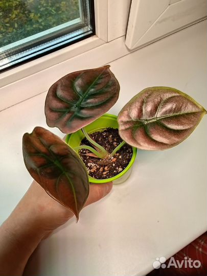 Алоказия медная