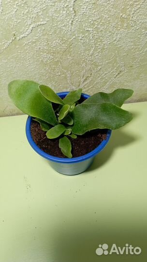 Папоротник платицериум бифуркатум