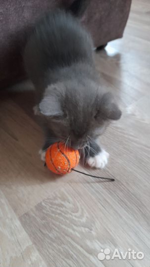 Кошки в добрые руки