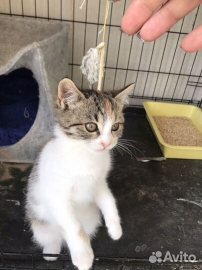 Котенок девочка в добрые руки