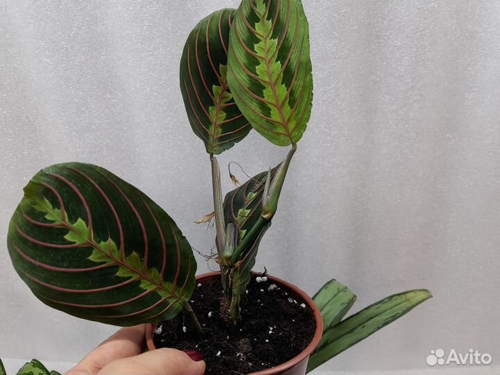 Маранта триколор. Аглонемы кутласс. вайт ланс