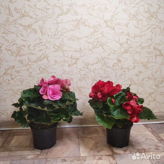 Бегония розовая