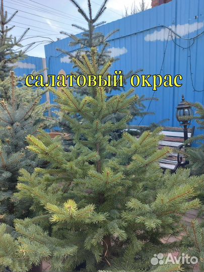 Голубые ели и зеленые ели